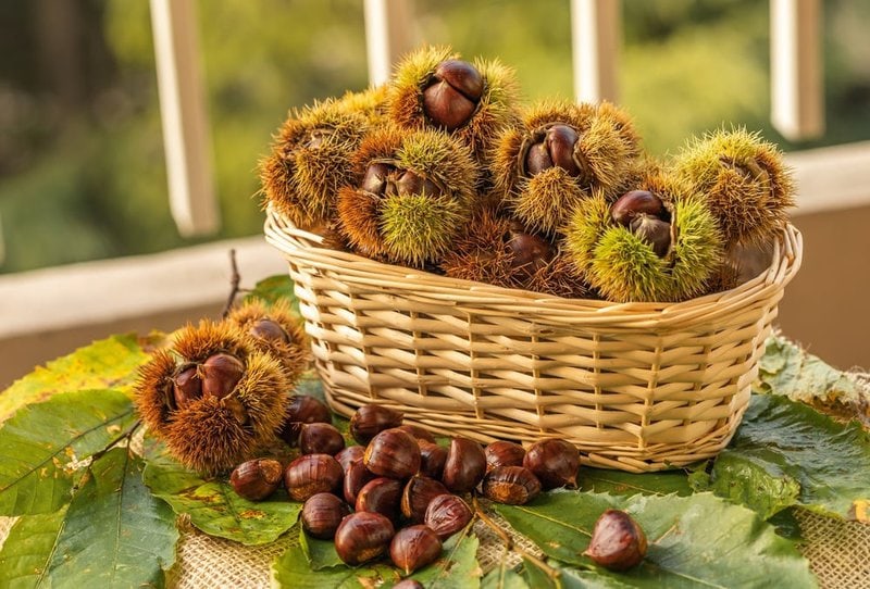 Are Chestnuts Bad For Dogs
