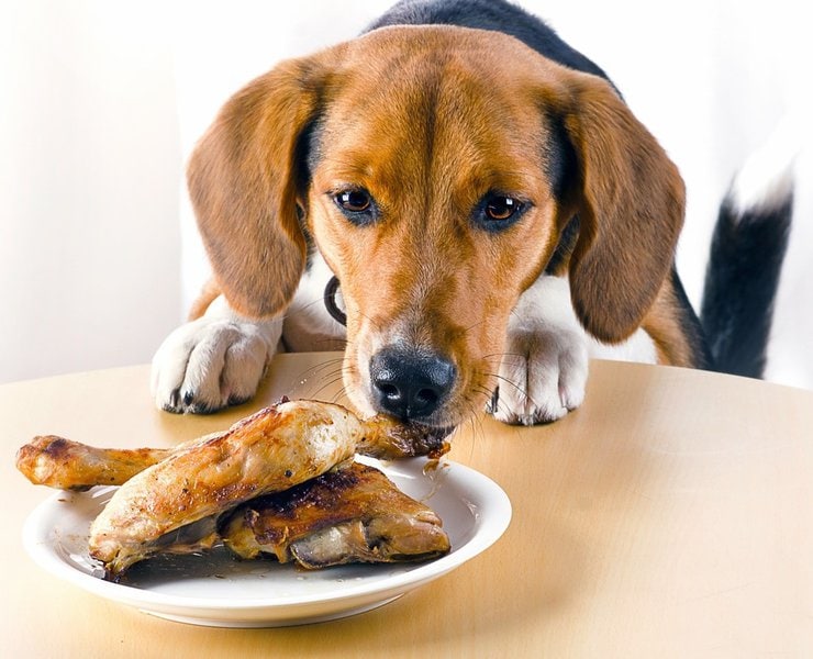 Can Dogs Eat Orange Chicken