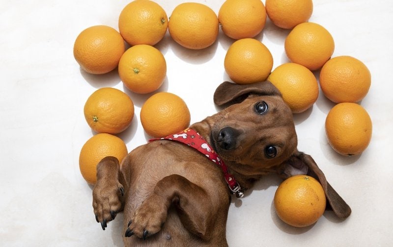 Can Dogs Eat Citrus Fruits? Here's Why They Should The Goody Pet