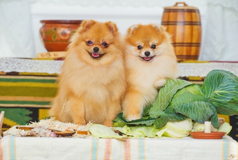 Can Dogs Eat Collard Greens? Here's Why They Should The Goody Pet