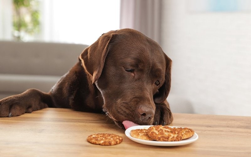Can Dogs Eat Cookies? Here's Why They Can't Have Them The Goody Pet