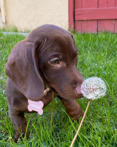 Top 20+ Are dandelions bad for dogs 5 Can Dogs Eat Dandelions? What About Their Flowers And Roots?