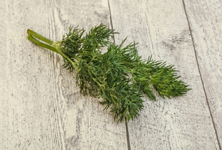Can Dogs Eat Dill Taking A Closer Look At The Health Benefits Dills Bring The Goody Pet Can Dogs Eat Dill Taking A Closer Look At The Health Benefits Dills Bring The Goody Pet