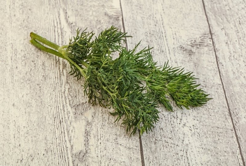 Can Dogs Eat Dill? Taking A Closer Look At The Health Benefits Dills Bring The Goody Pet
