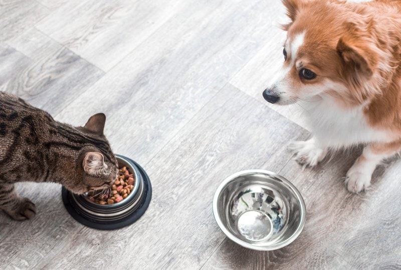 Can Dogs Eat Dry Cat Food What About Wet Cat Food The Goody Pet