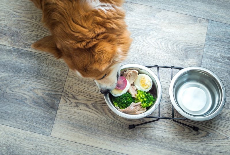 Can Dogs Eat Cooked Egg Whites 