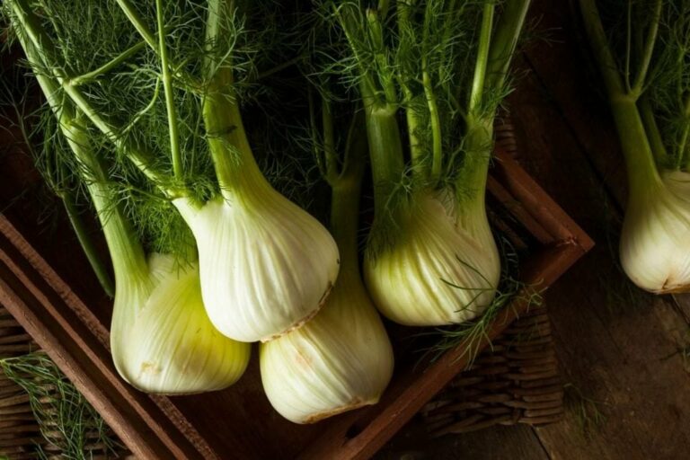 Can Dogs Eat Fennel? Here Are 3 Reasons Why They Should The Goody Pet