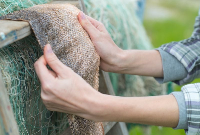 Can Dogs Eat Fish Skin? Check Out These Varieties Your Dog May Like - The Goody Pet