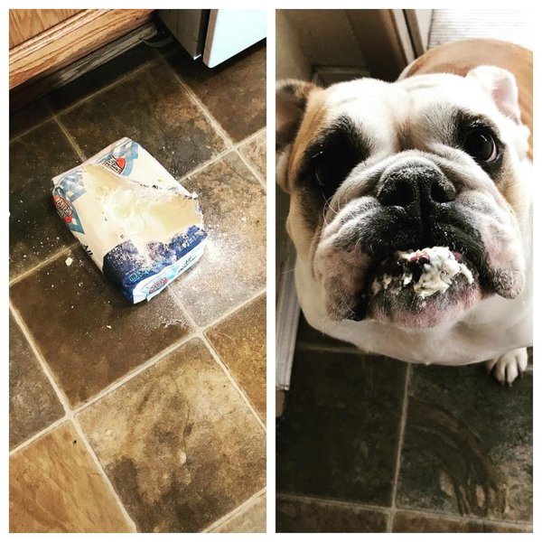 Can Dogs Eat Flour? What About AllPurpose Flour? The Goody Pet