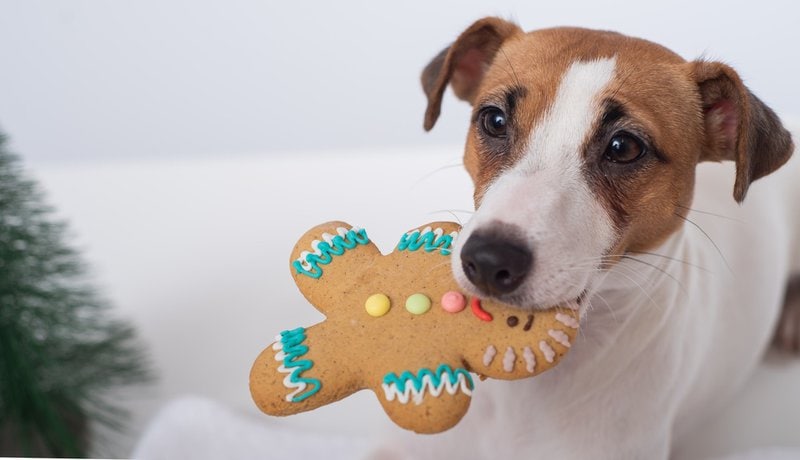 can-dogs-eat-gingerbread-here-s-why-they-can-t-the-goody-pet