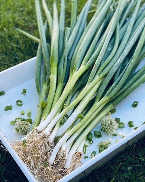 Can Dogs Eat Spring Onions 