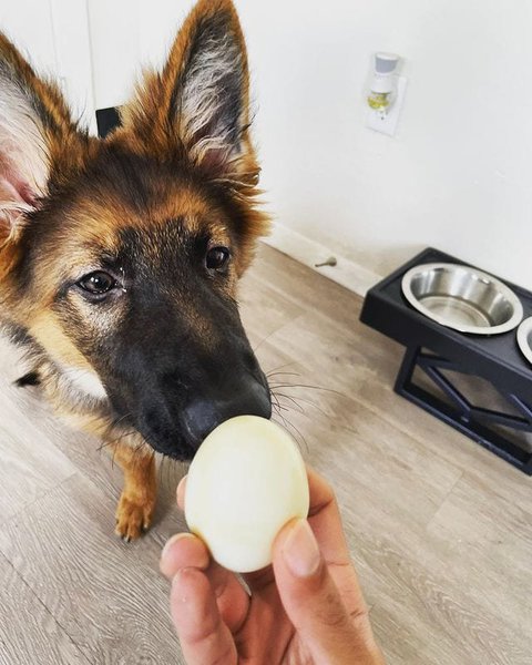 are hard boiled eggs bad for dogs