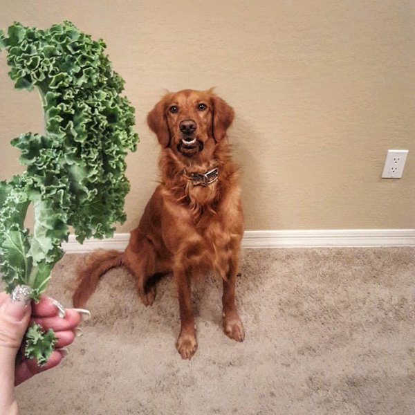 Can Dogs Have Kale? Here's How We Rate This Highly Controversial