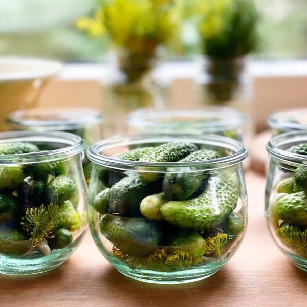 Can Dogs Eat Dill Pickles? What About Kosher Pickles? The Goody Pet