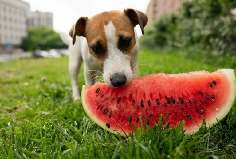 Can Dogs Eat Melon? Types Of Melon To Absolutely Avoid The Goody Pet