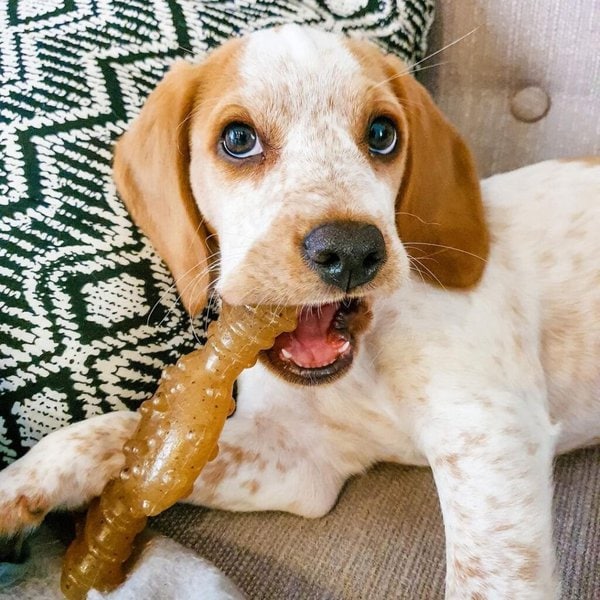 can puppies chew nylabone