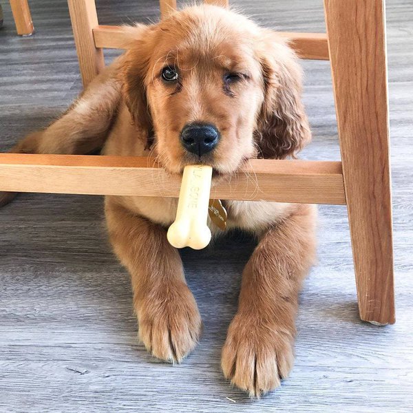 Can Dogs Eat Nylabones Warning These Chew Toys Are Not Meant To Be