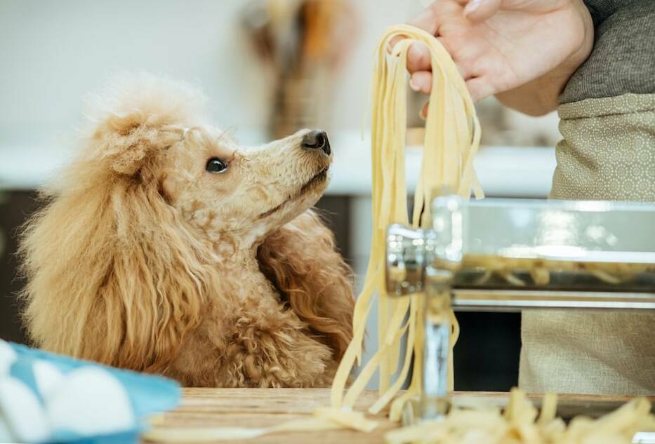 Can Dogs Have Spaghetti Noodles