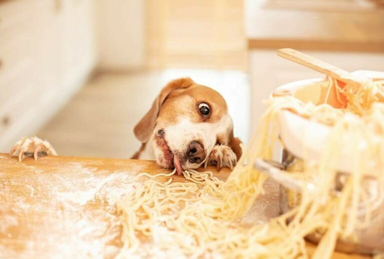 Can Dogs Eat Pasta Noodles? What Kind Of Pasta Will Dogs Find Delicious