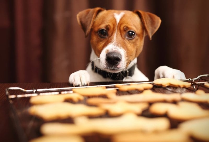 Can Peanut Butter Make Your Dog Sick