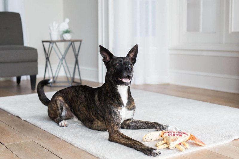 Can Dogs Eat Pizza Crust? Here's Why They Can't The Goody Pet