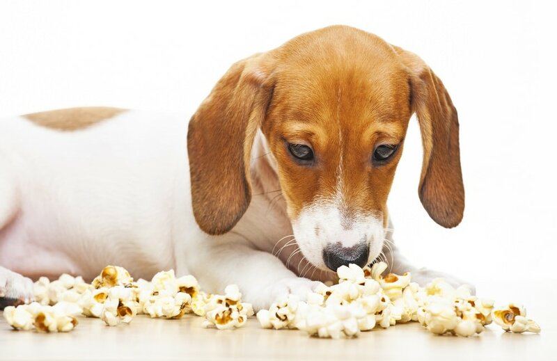 Is It Safe For Dogs To Eat Popcorn