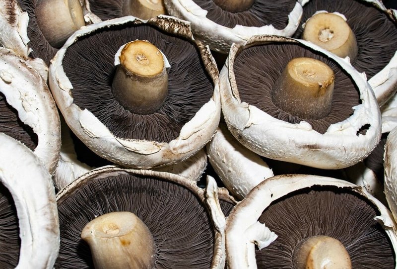 Can Dogs Eat Portobello Mushrooms Is It Safe The Goody Pet