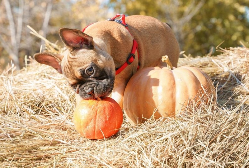 Can Dogs Eat Pumpkin Raw And What About Cooked The Goody Pet can-dogs-eat-pumpkin-raw-and-what-about-cooked-the-goody-pet