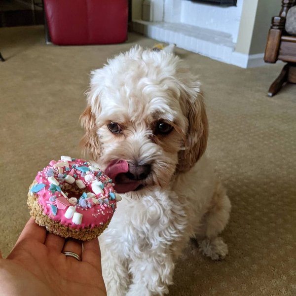 Can Dogs Eat Sugar? Here Are 4 Reasons Why They Should Not The Goody Pet
