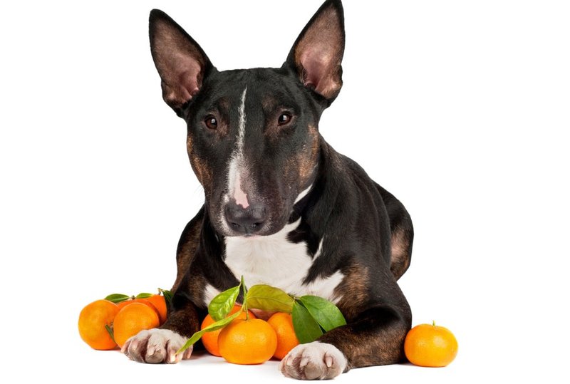 Can Dogs Eat Tangerines? Yes, And They Wouldn’t Stop At One The Goody Pet