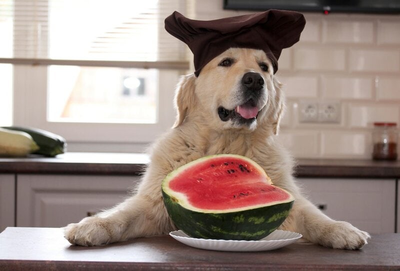 can my dog eat watermelon