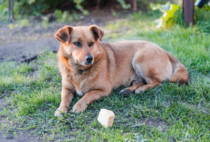 bad food for pups is sourdough bread bad for dogs