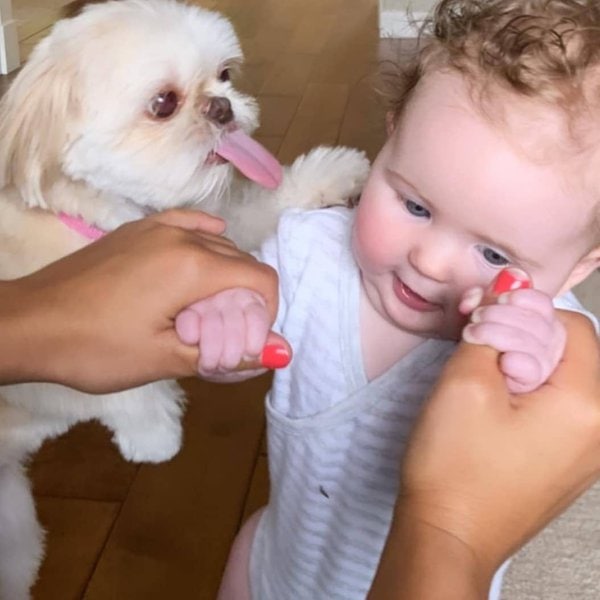 Do Dogs Get Jealous? Understanding Why They Do And How To Deal With It