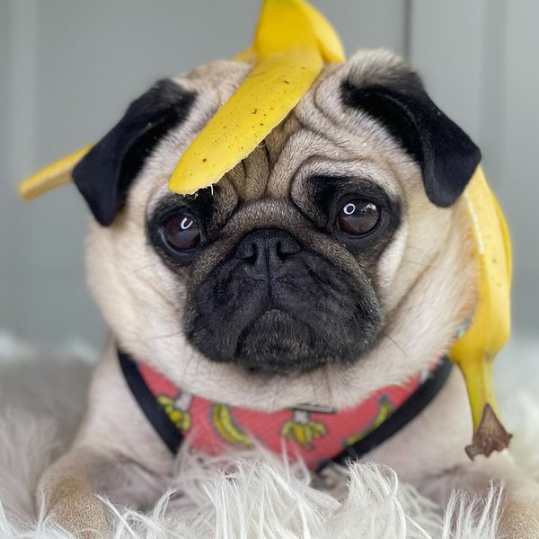 do banana peels make dogs sick