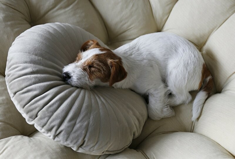 Can Dogs Sleepwalk? Learning To Identify This Behavior May Save Your