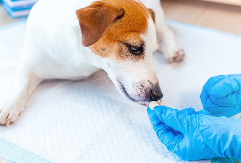 How Long Can A Allergic Reaction Last In A Dog