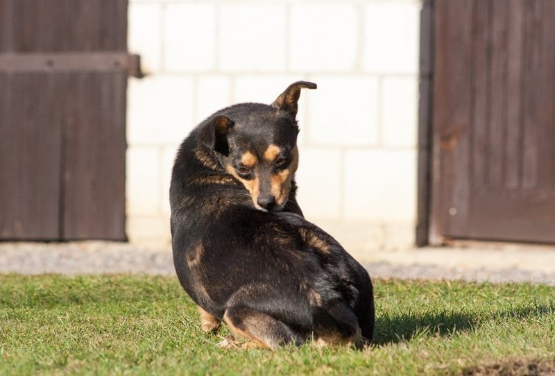 Can a Dog Take Loratadine 