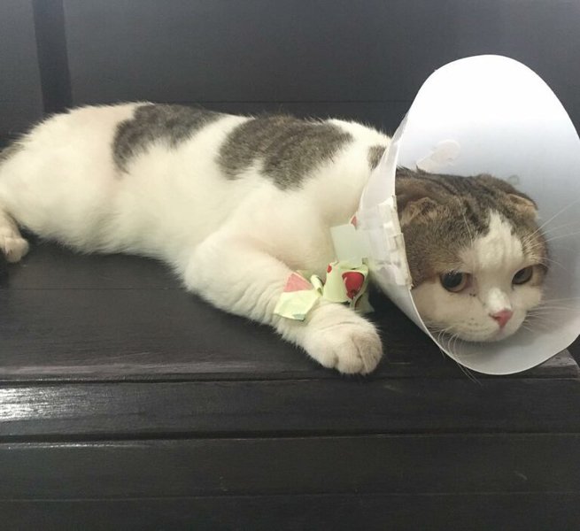 Help! My Cat Vomits White Foam What Should I Do? The Goody Pet