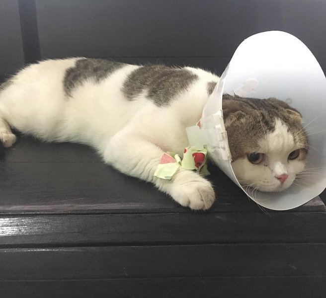 Help! My Cat Vomits White Foam What Should I Do? The Goody Pet