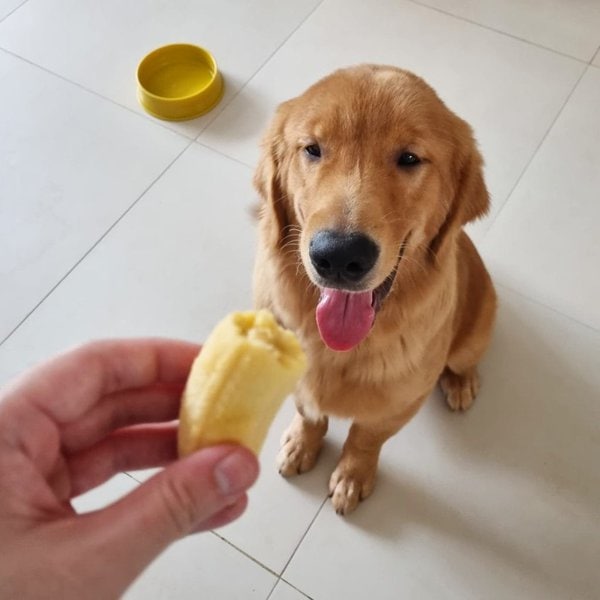 Can Dogs Eat Bananas? Only In Moderation The Goody Pet