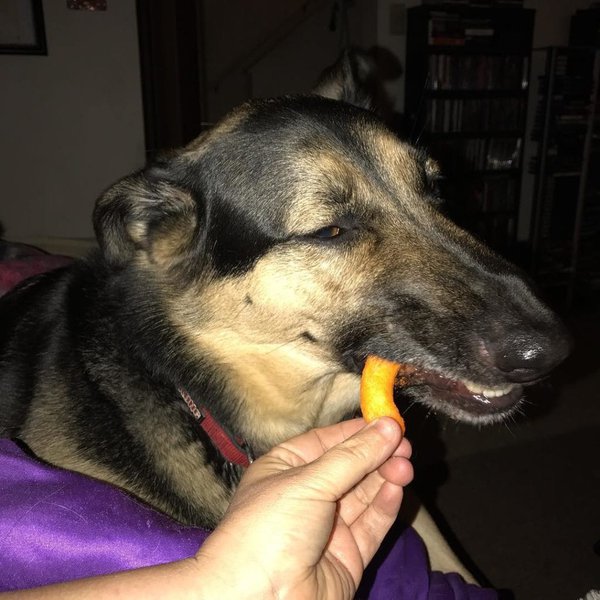 Can Dogs Eat Cheetos? Only In Moderation The Goody Pet