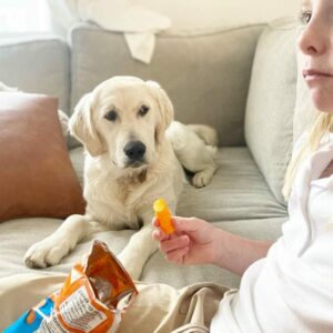 Can Dogs Eat Cheetos? Only In Moderation - The Goody Pet