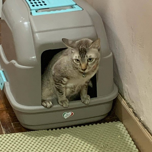 Help! My Cat Is Peeing Everywhere What Should I Do? The Goody Pet