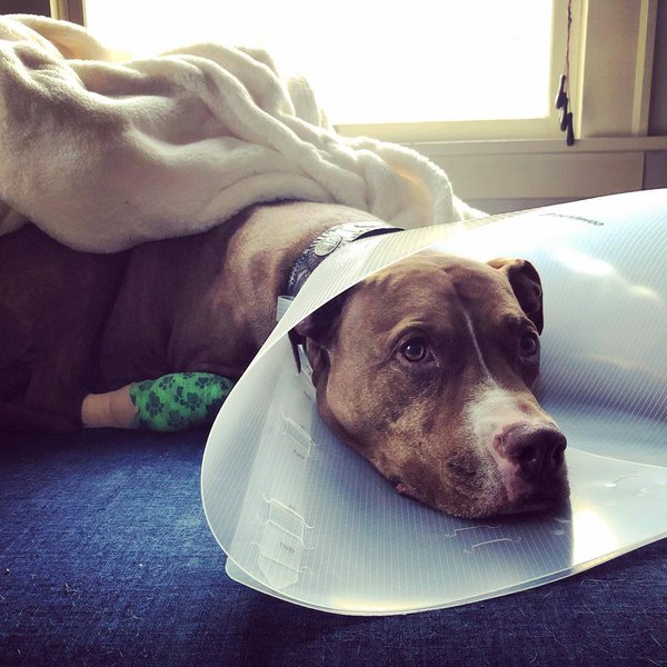 Is Tramadol Safe For My Dog? Dosage + Side Effects The