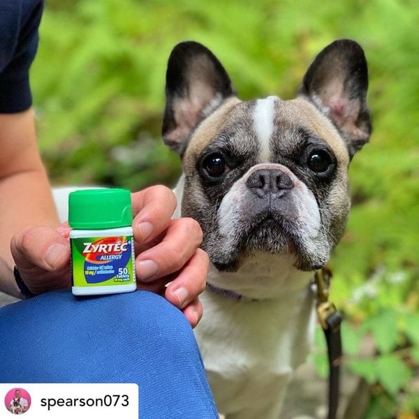 Can You Give Dogs Zyrtec? Here Are 2 Reasons Why It Is Effective The Goody Pet