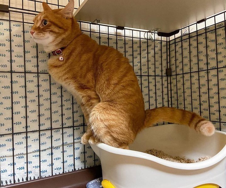 Help! My Cat Keeps Pooping On Carpet What Can I Do About It? The