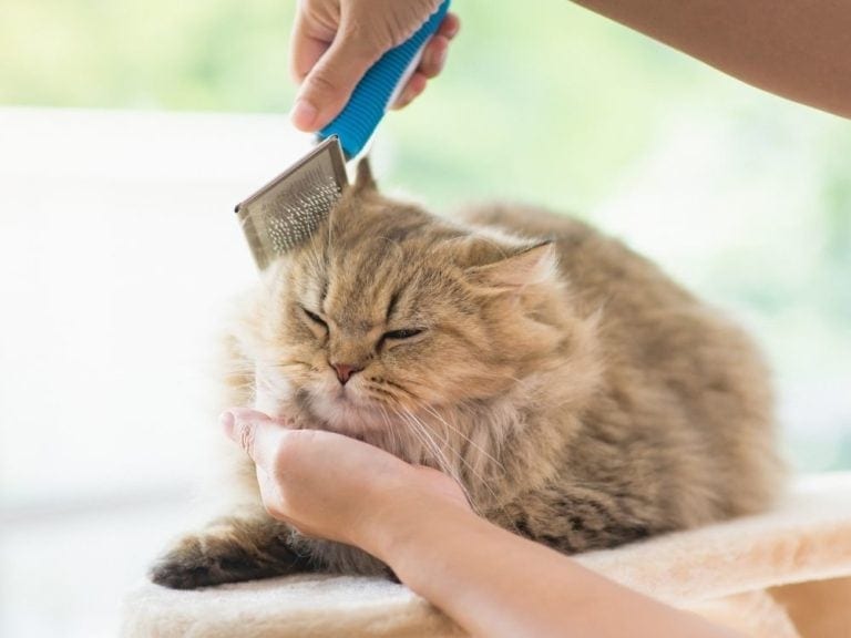 Cat Matted Fur 12 Tips & Tricks To Demat Your Cat The Goody Pet