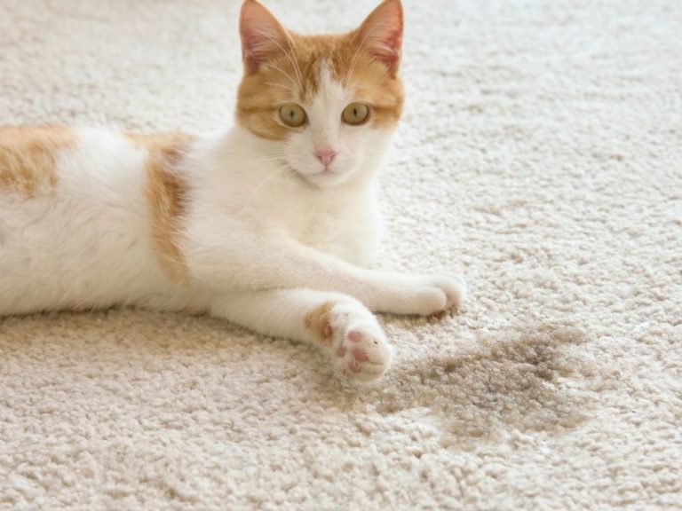 Cat Urine Odor In Clothes? Here Are The 9 Surefire Ways To Remove The