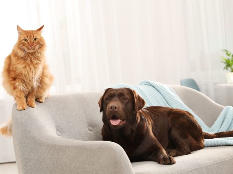 Cats Are Better Pets Than Dogs 21 Surprising Reasons Why The Goody Pet