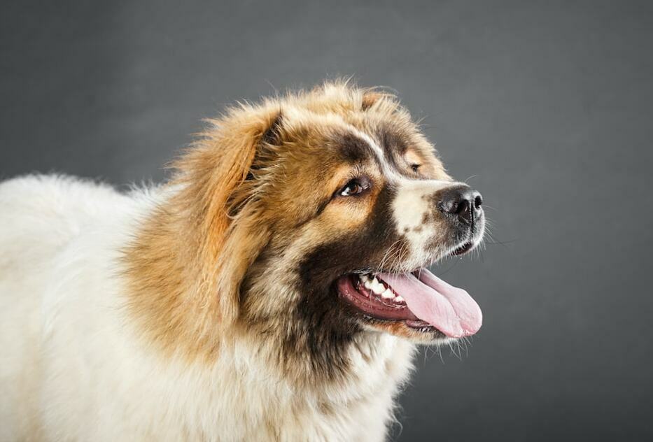bear dog breed russian